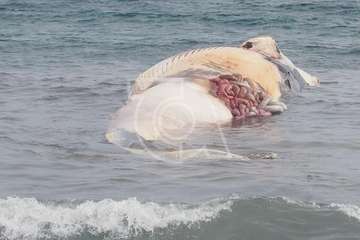 La ballena que varó muerta en la costa de Telde, trasladada al vertedero de Juan Grande/TA y C7.